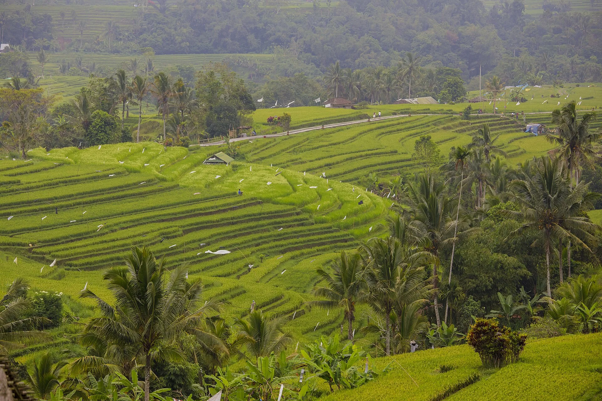 Why Exploring Bali With a Local Driver Can Change Your Trip