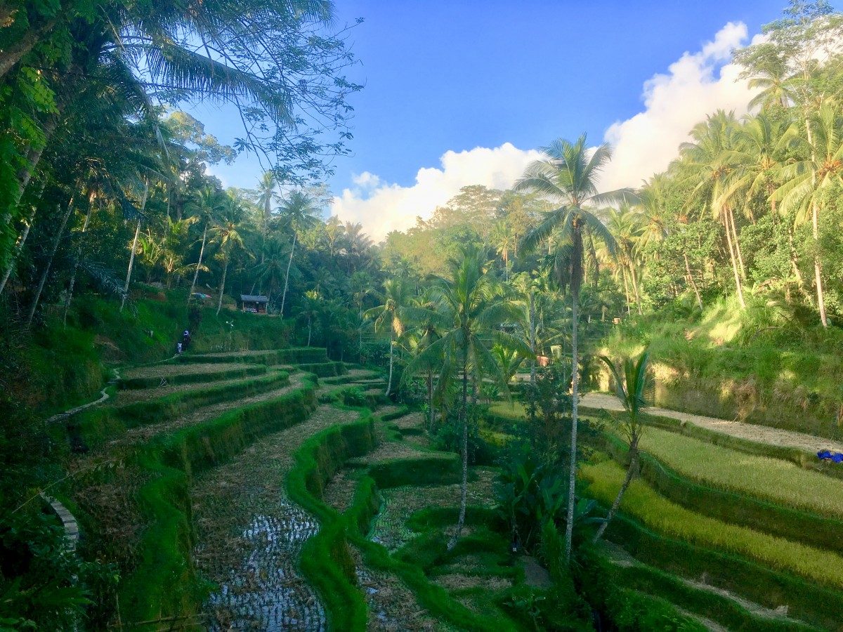 Tegalalang Rice Terrace
